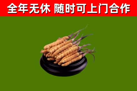 咸宁回收冬虫夏草